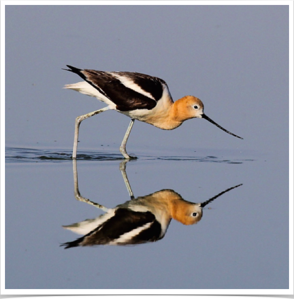 American Avocet